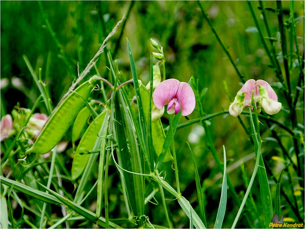 Изображение особи Lathyrus sylvestris.