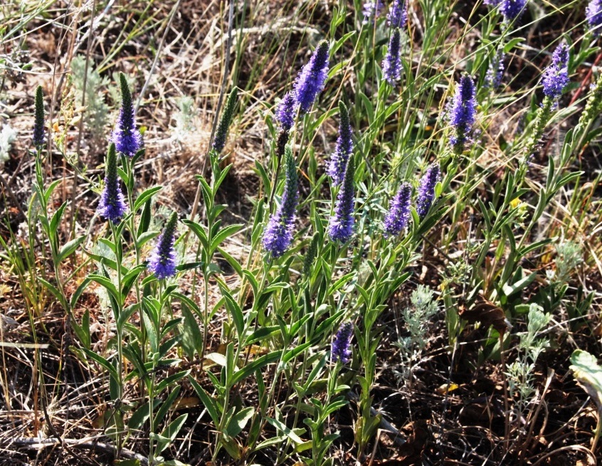 Image of Veronica barrelieri specimen.