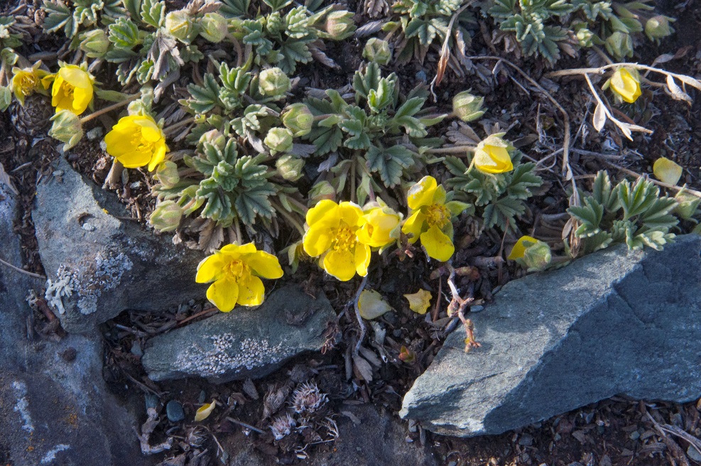 Image of Potentilla acaulis specimen.