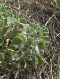 Marrubium leonuroides
