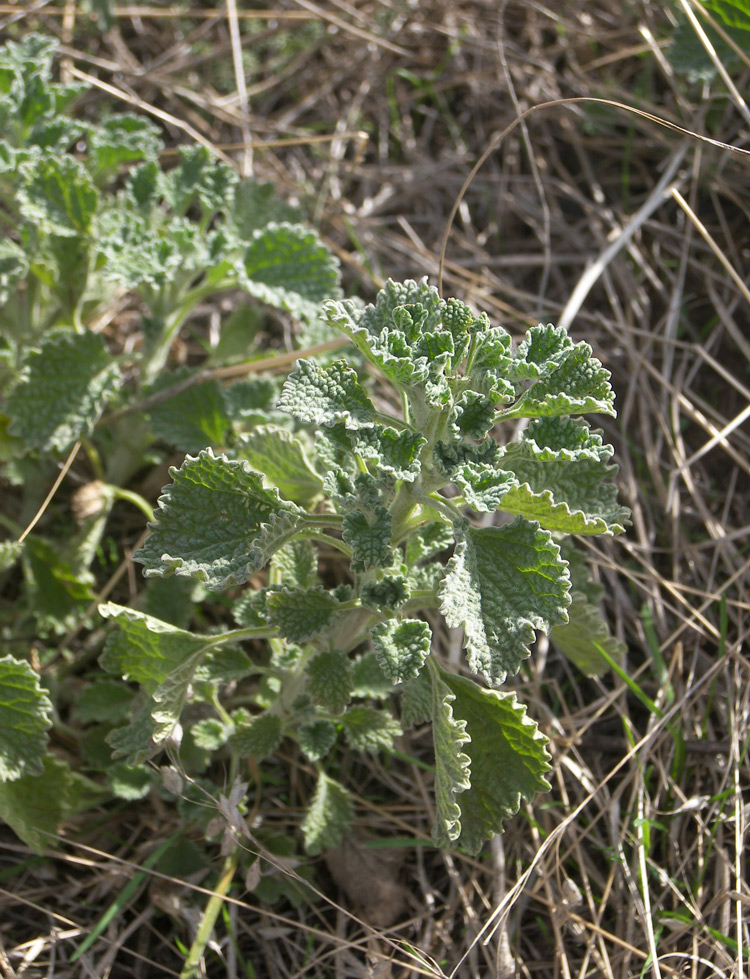 Изображение особи Marrubium leonuroides.