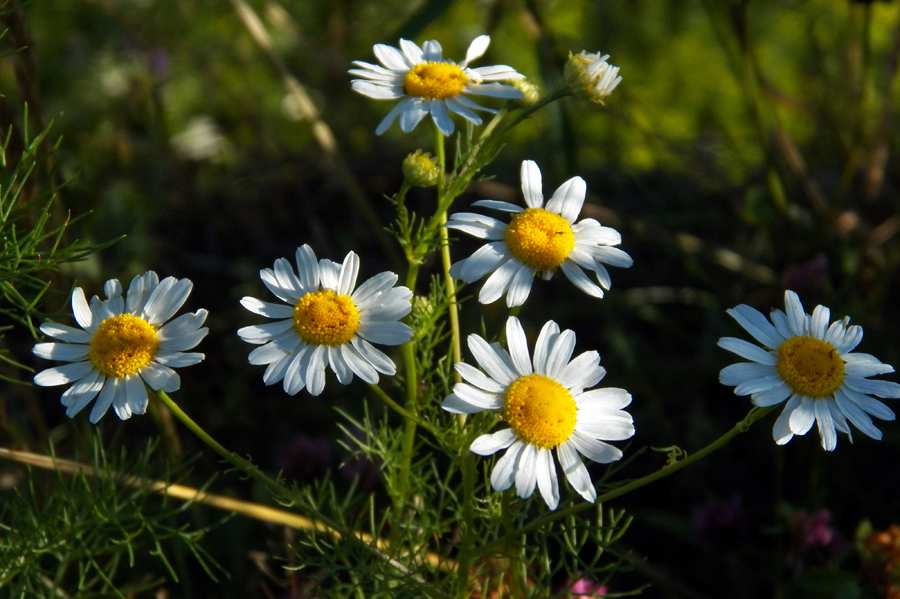 Изображение особи Tripleurospermum inodorum.