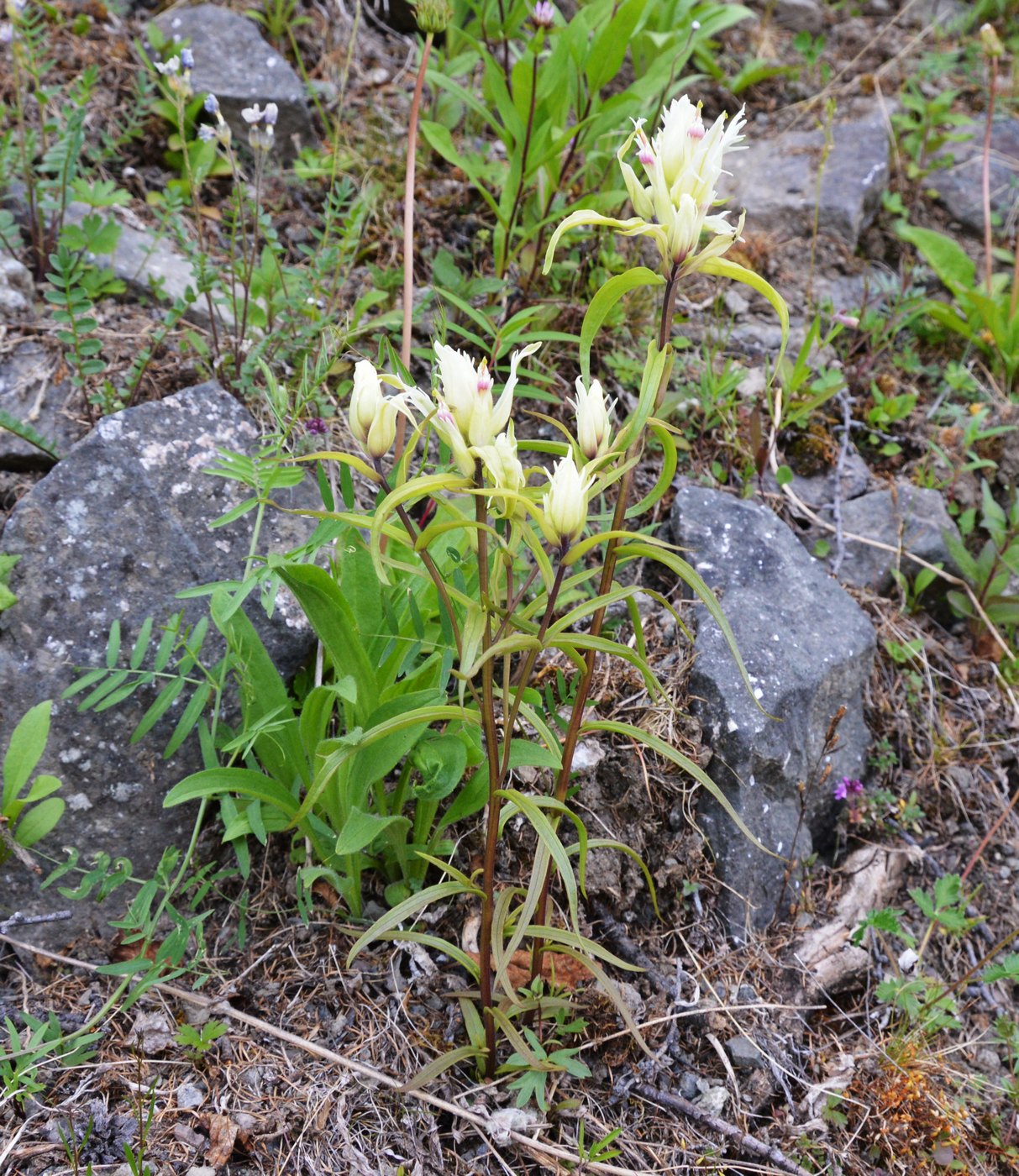 Image of Castilleja hyparctica specimen.