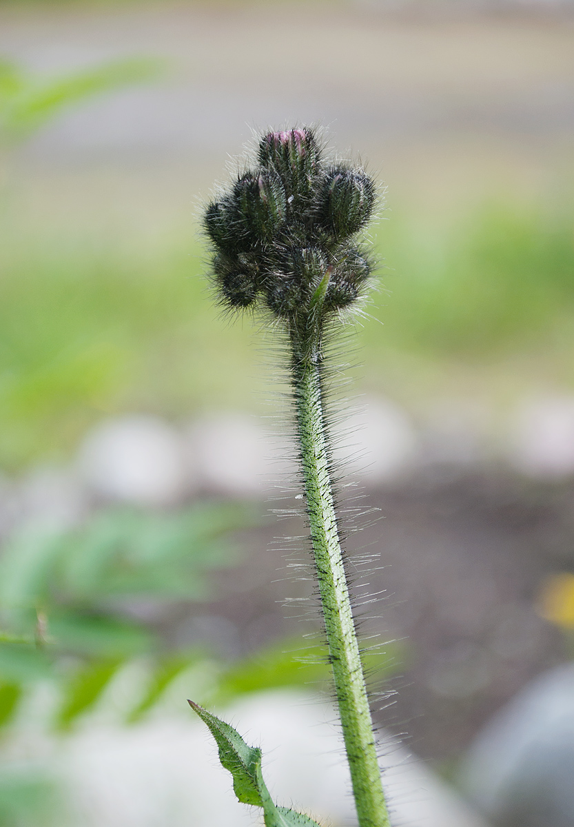 Image of Pilosella aurantiaca specimen.