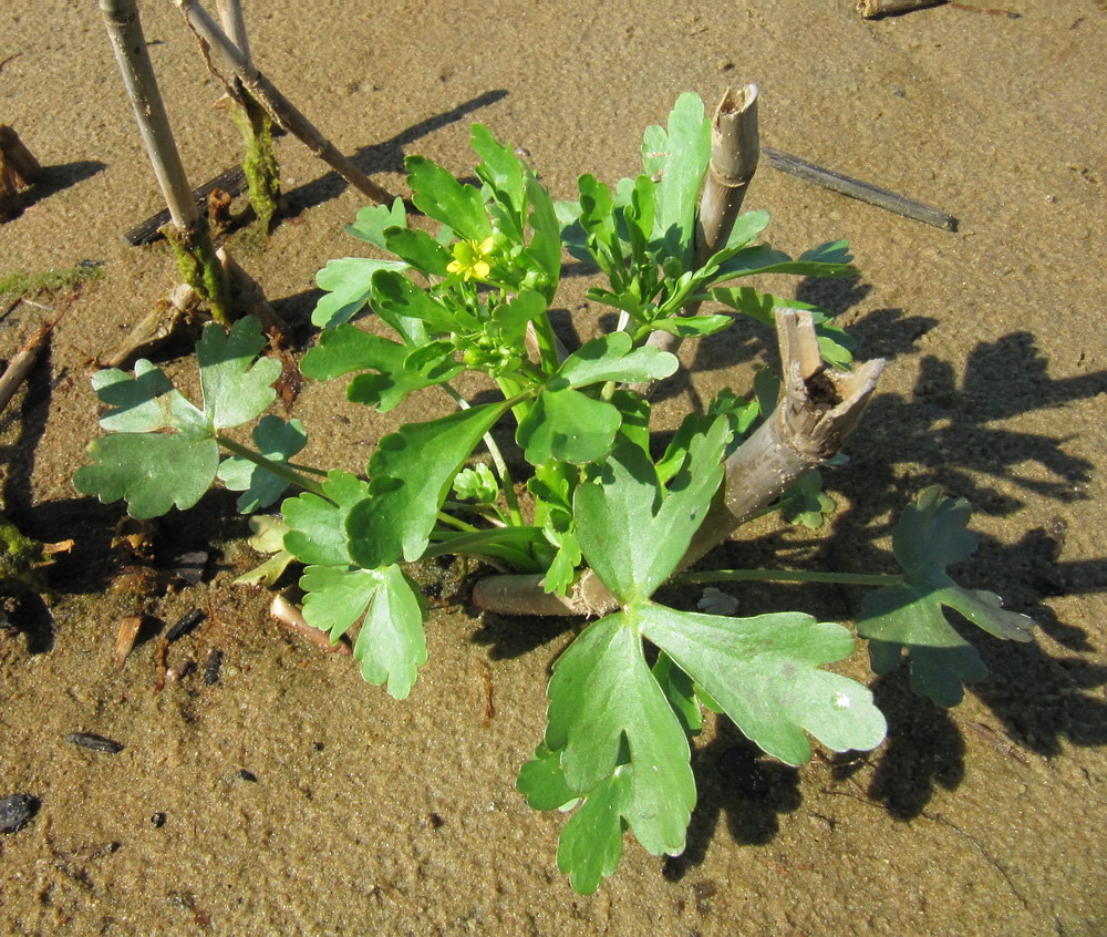 Изображение особи Ranunculus sceleratus.