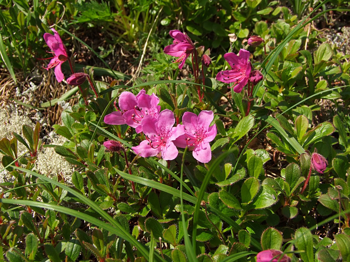 Image of Rhododendron camtschaticum specimen.
