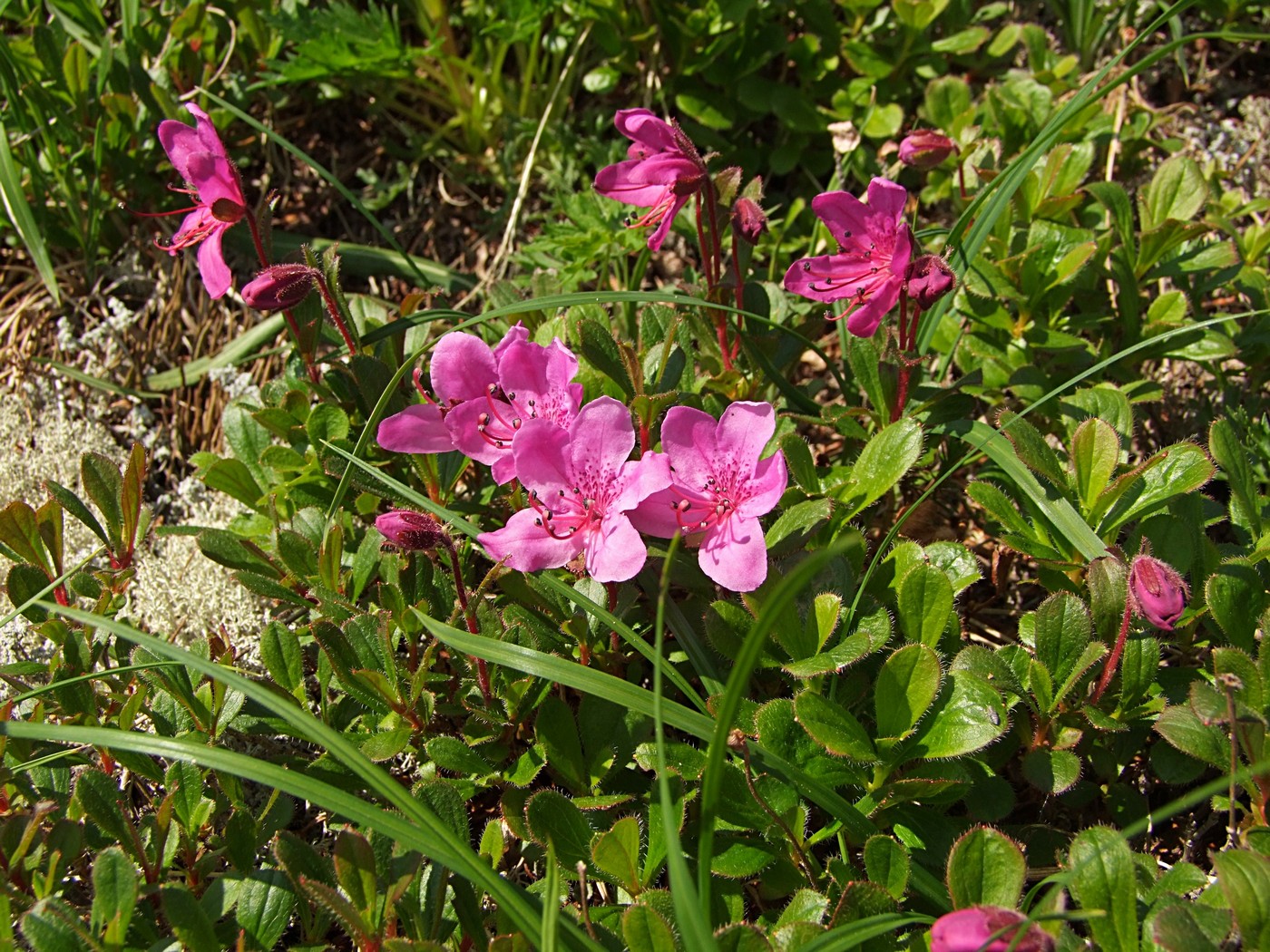 Изображение особи Rhododendron camtschaticum.