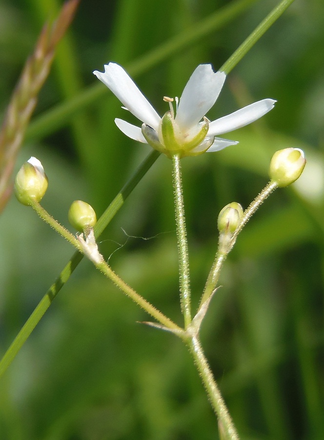 Image of Eremogone biebersteinii specimen.