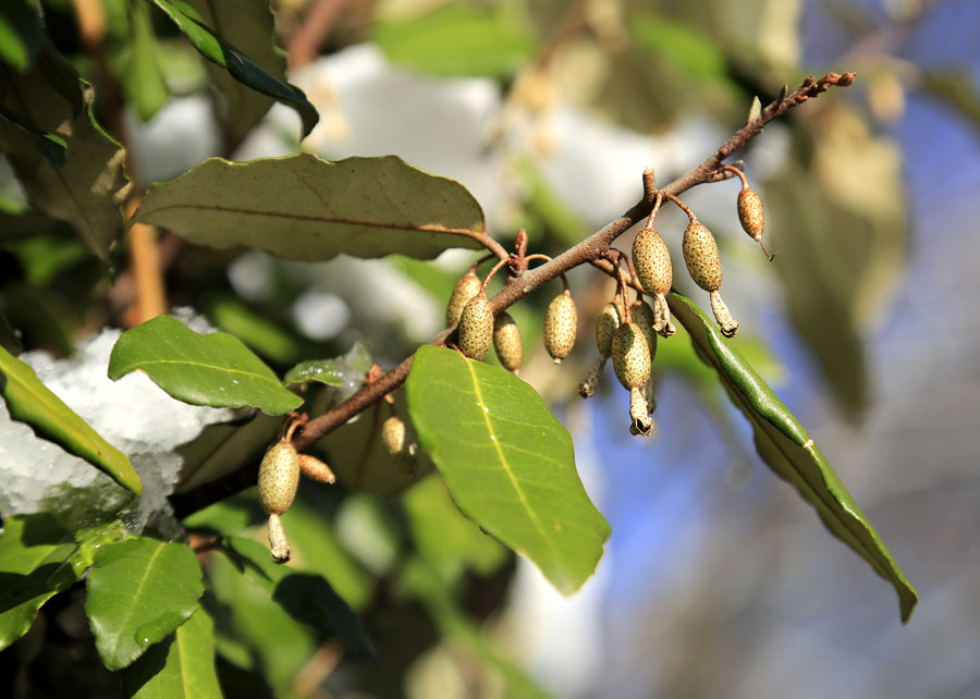 Image of Elaeagnus pungens specimen.