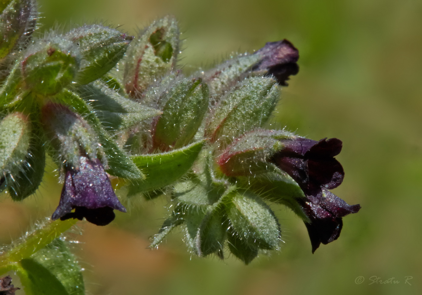 Image of Nonea rossica specimen.