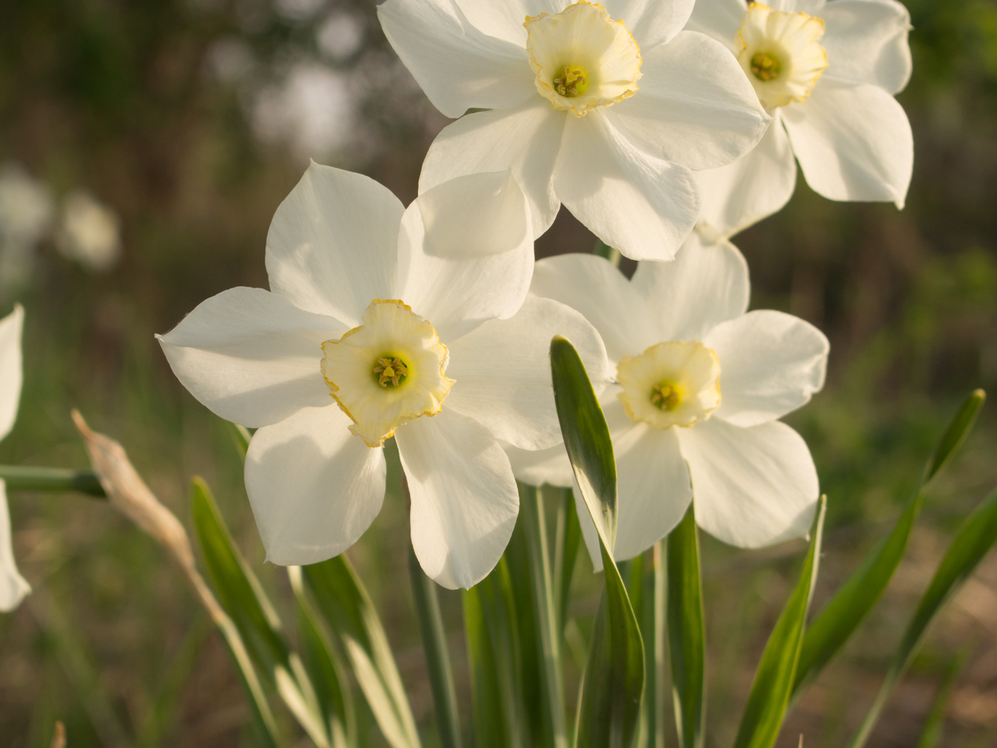 Image of genus Narcissus specimen.