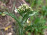 Achillea nigrescens