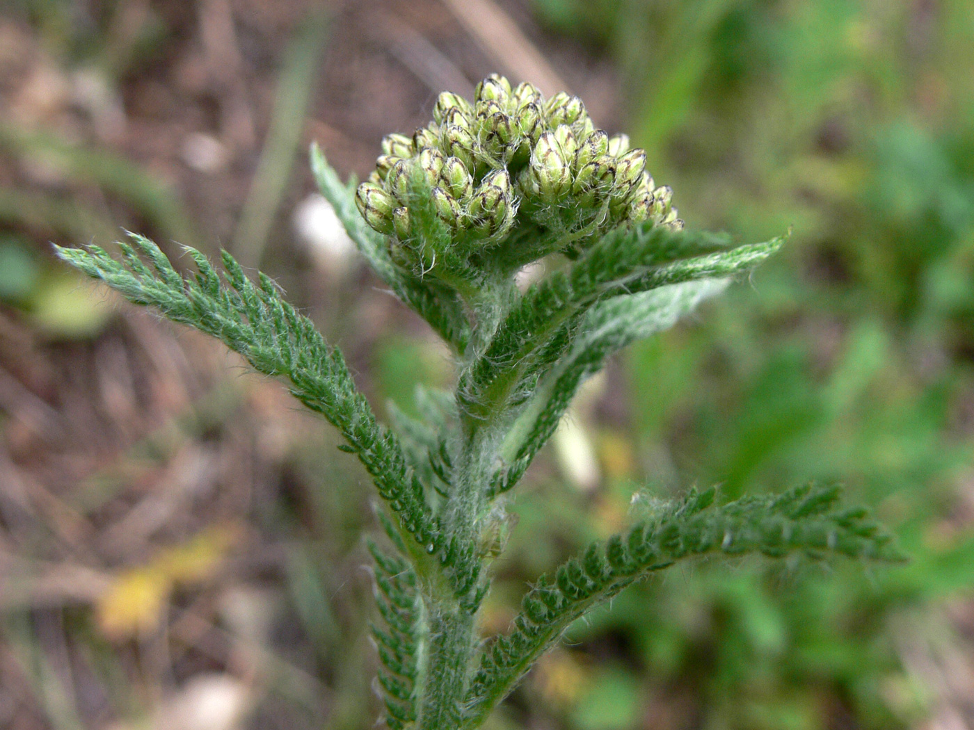 Изображение особи Achillea nigrescens.