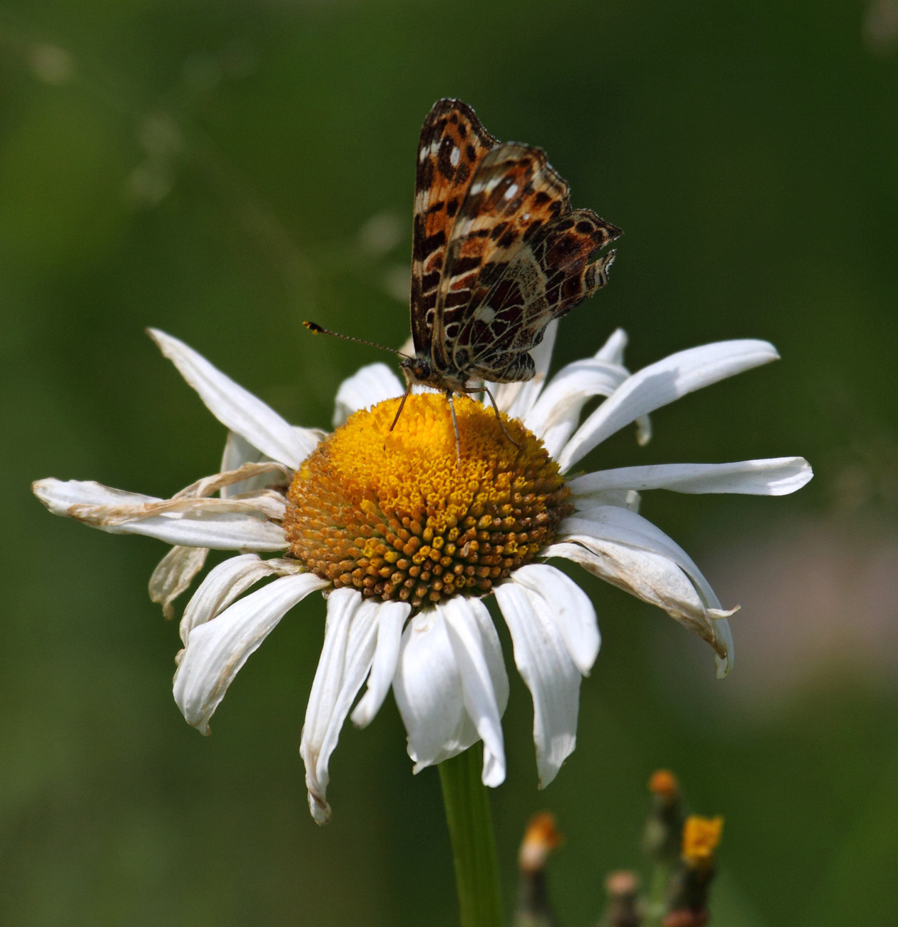 Изображение особи Leucanthemum vulgare.