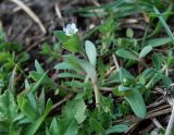 Holosteum umbellatum