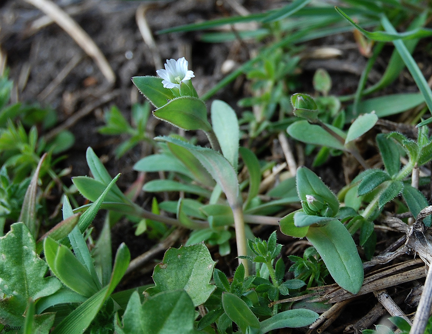 Image of Holosteum umbellatum specimen.