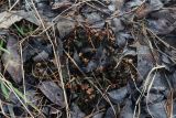 Peltigera polydactylon