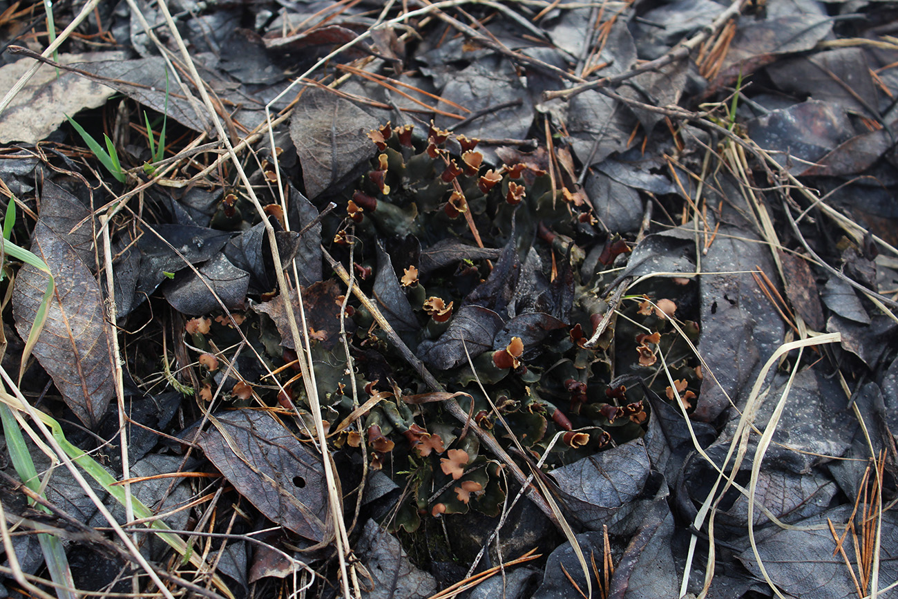 Image of Peltigera polydactylon specimen.