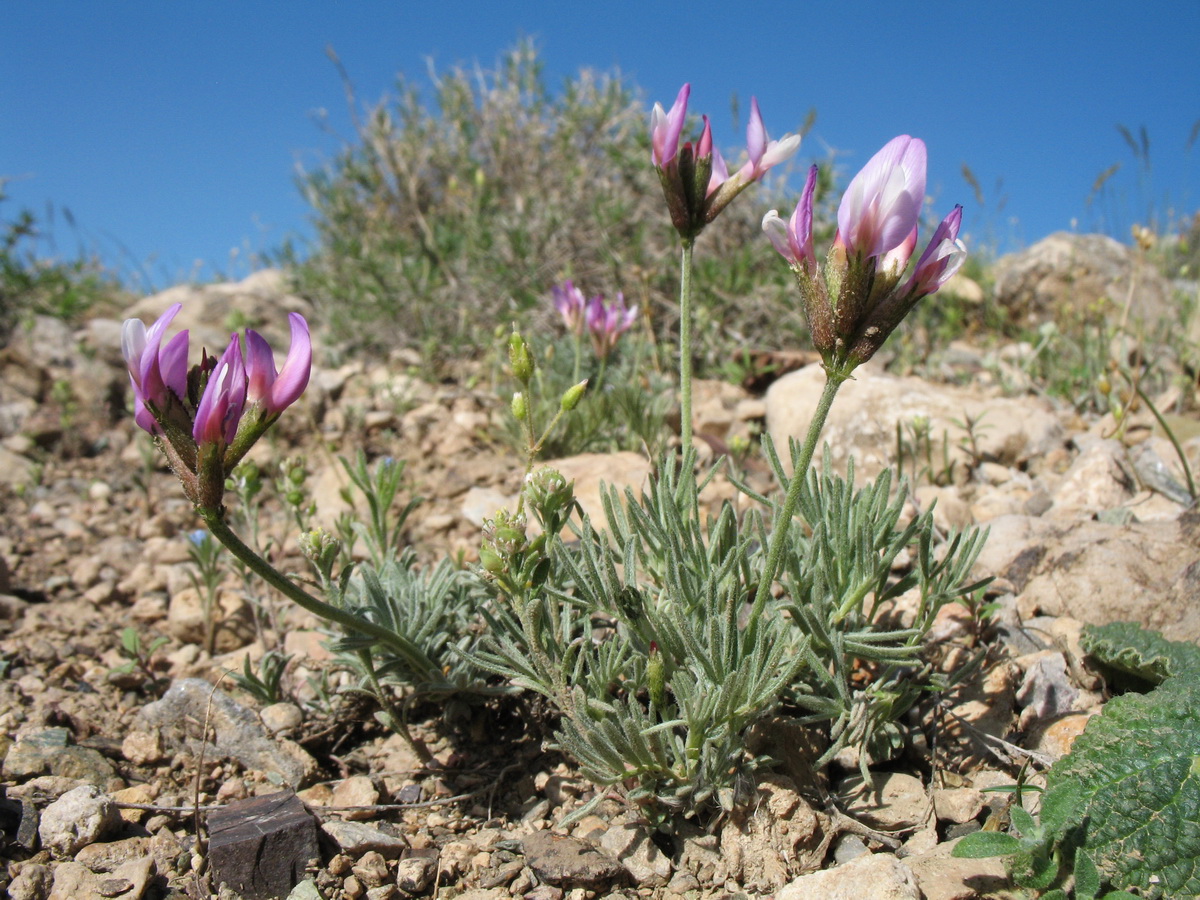 Изображение особи Astragalus kronenburgii.