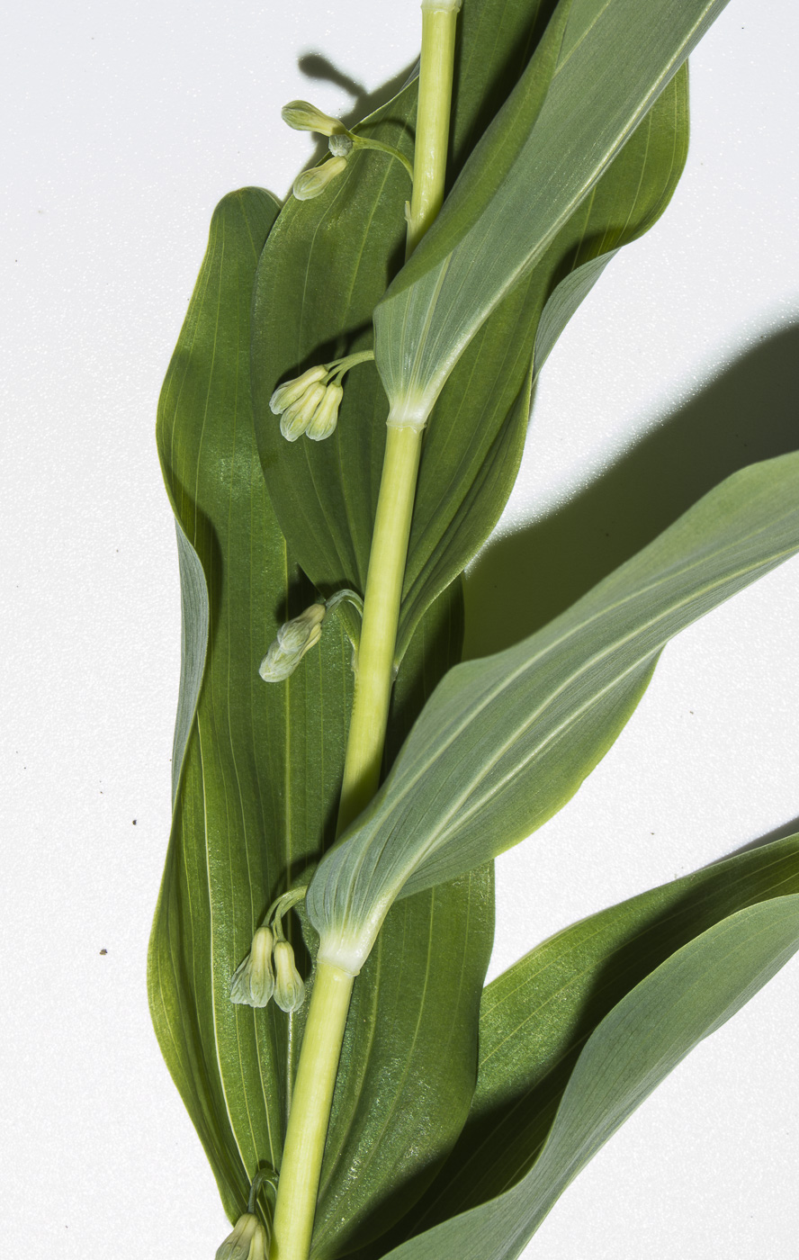 Image of Polygonatum multiflorum specimen.