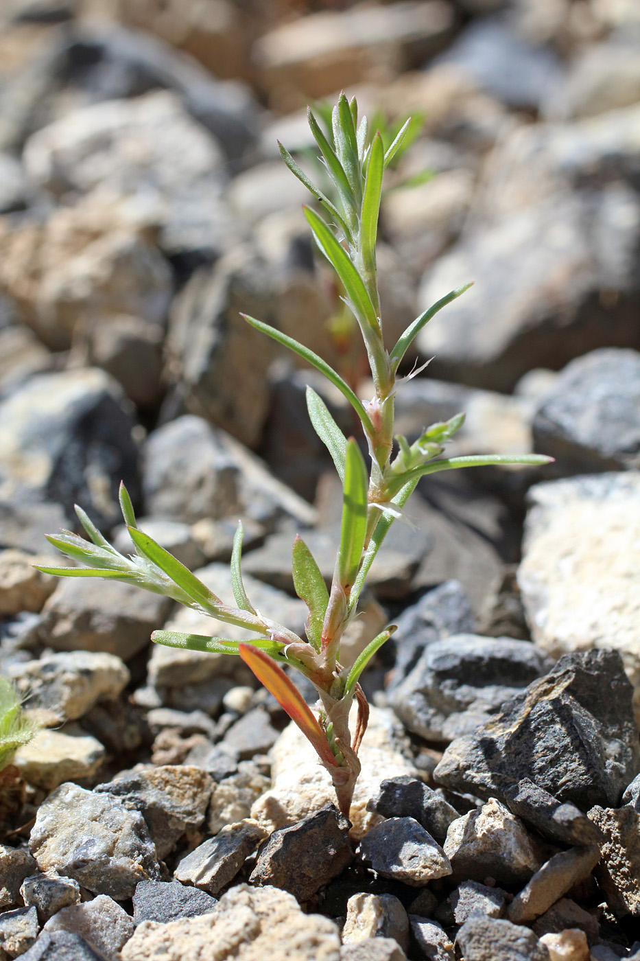 Изображение особи Polygonum polycnemoides.