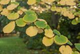 Cercidiphyllum japonicum. Часть ветви с листьями в осенней окраске. Санкт-Петербург, ботанический сад БИН РАН, в культуре. 30.09.2016.