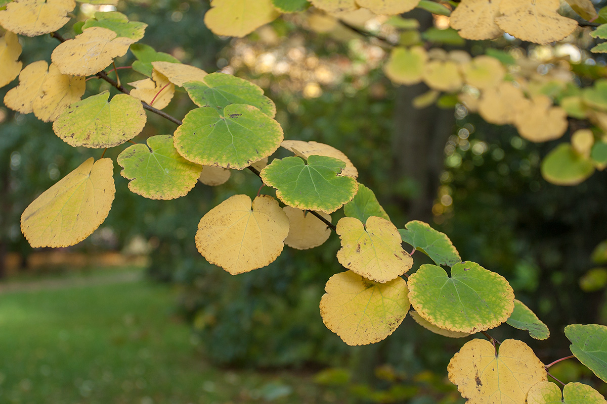 Изображение особи Cercidiphyllum japonicum.