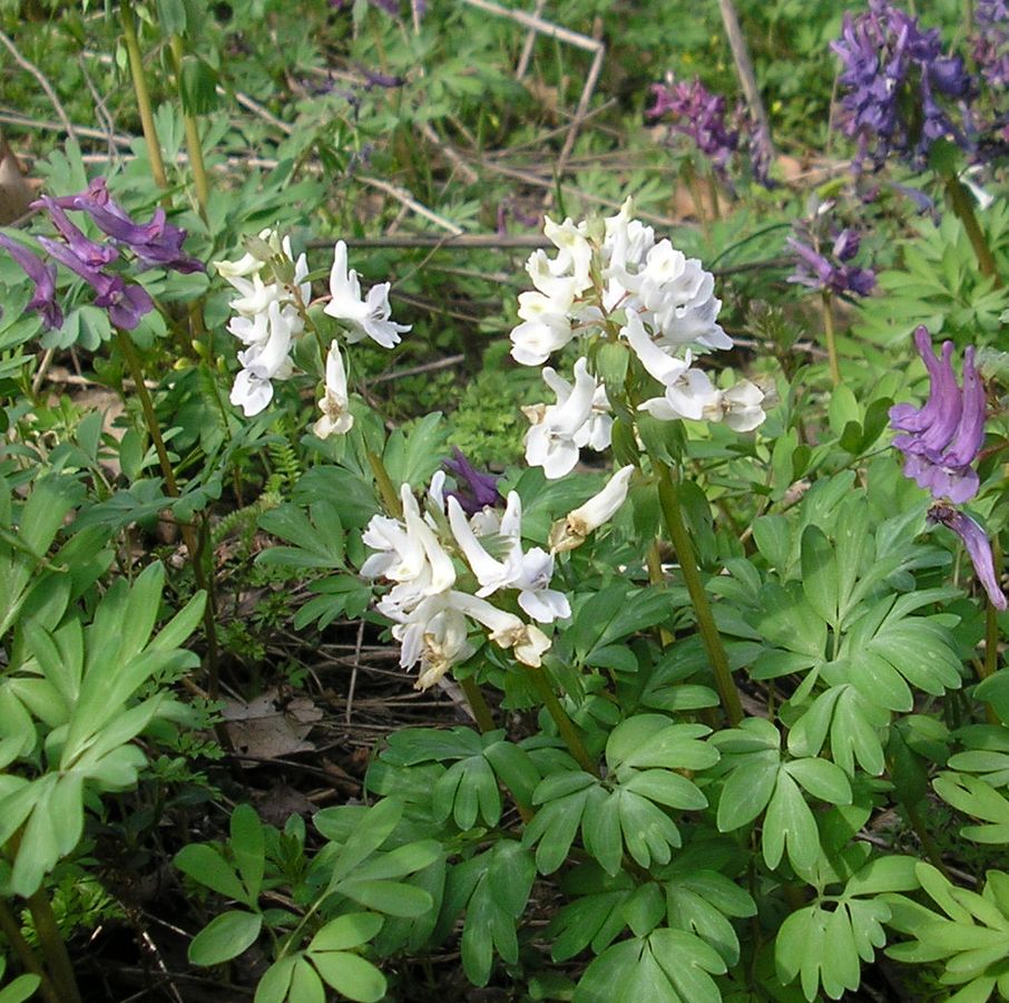 Изображение особи Corydalis solida.