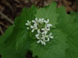 Alliaria petiolata