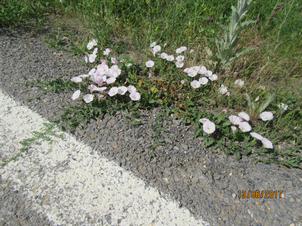 Изображение особи Convolvulus arvensis.