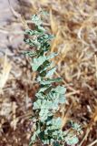 Atriplex flabellum
