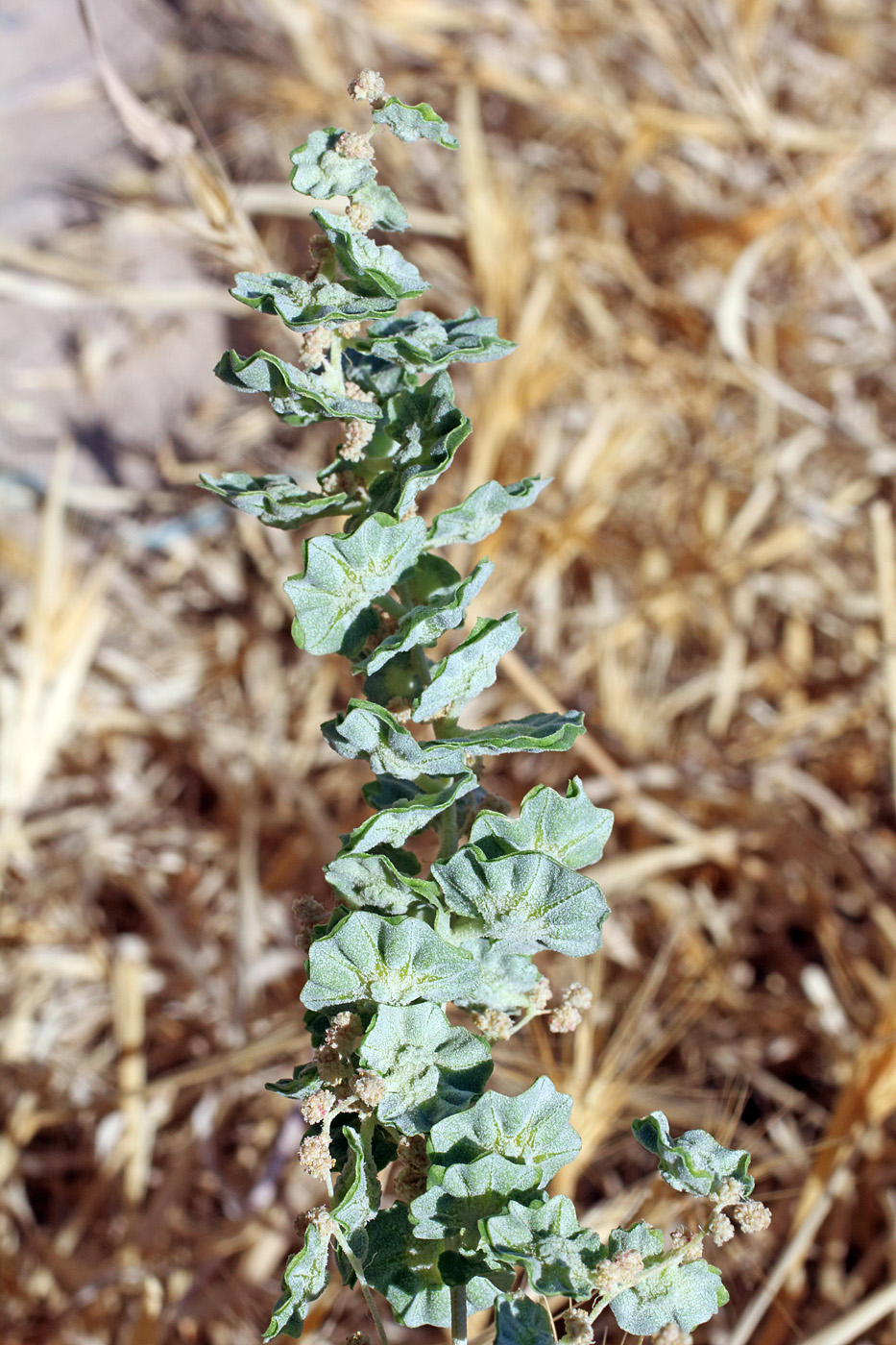 Изображение особи Atriplex flabellum.