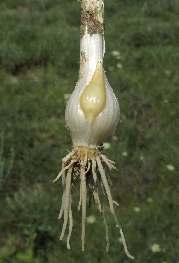 Image of Allium sphaerocephalon specimen.