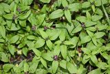 Prunella vulgaris