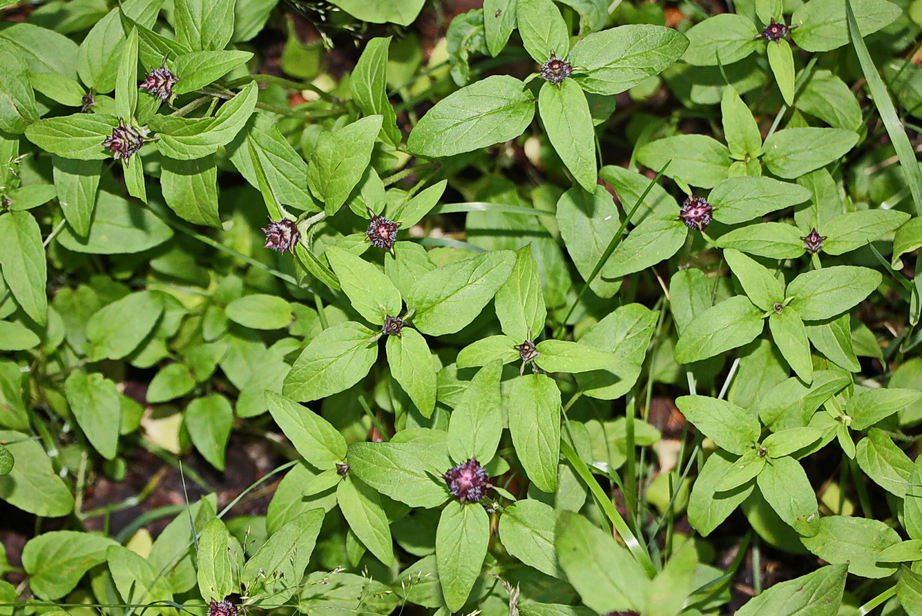 Image of Prunella vulgaris specimen.