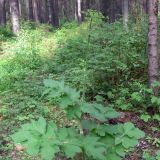 Heracleum sibiricum. Бутонизирующее растение. Свердловская обл., окр. г. Североуральск, травяной сосняк с елью. 16.07.2008.