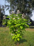 Catalpa bignonioides