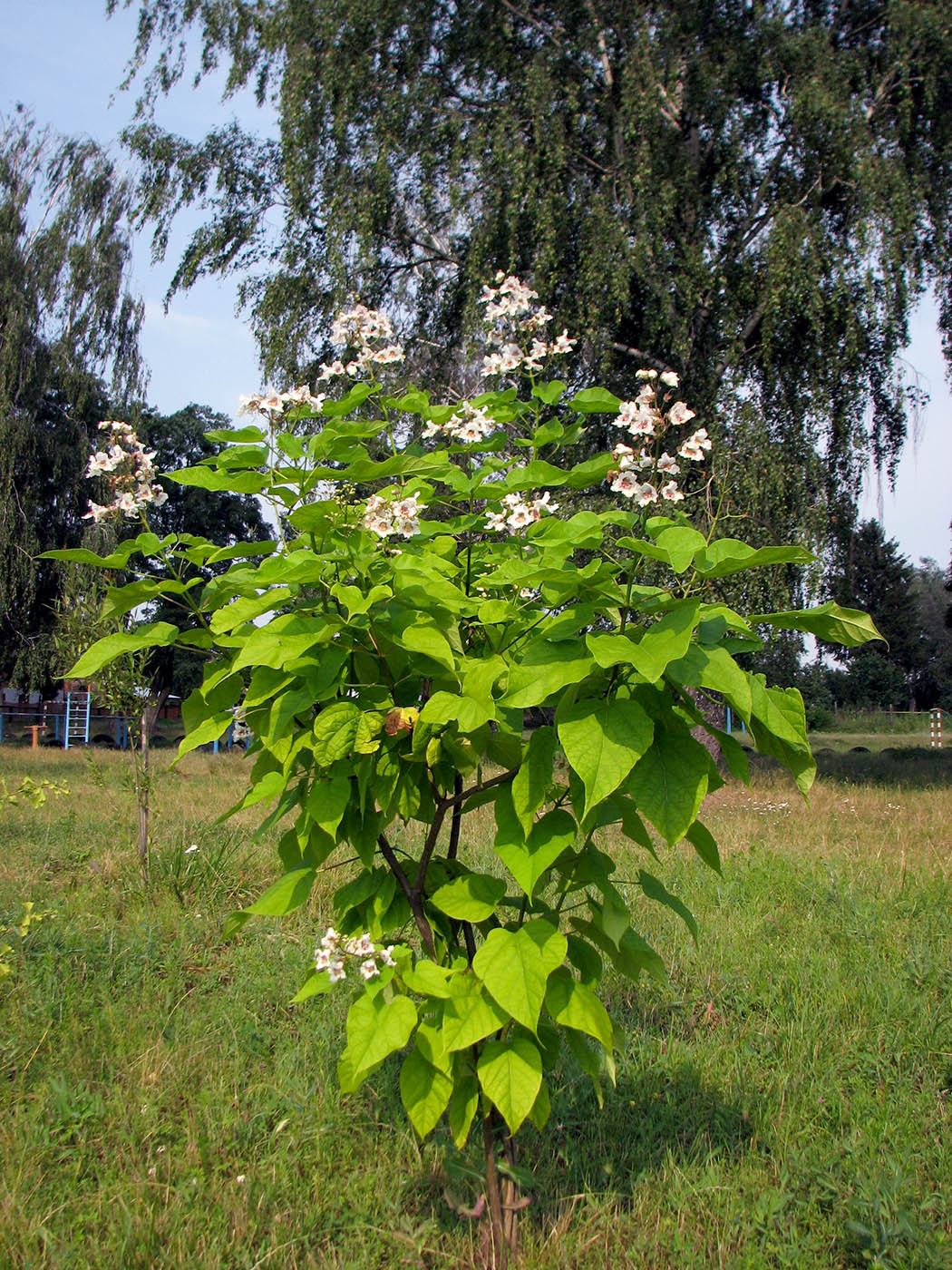 Image of Catalpa bignonioides specimen.