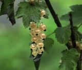 Ribes rubrum