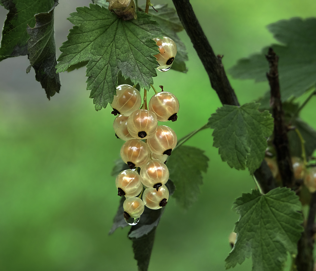 Изображение особи Ribes rubrum.