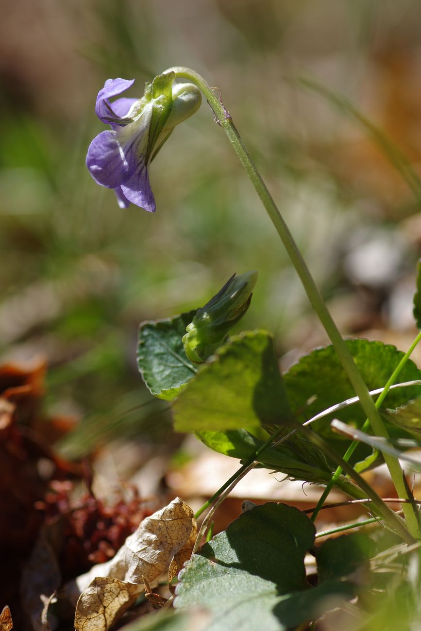 Изображение особи Viola riviniana.