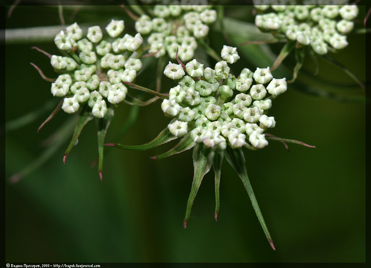 Изображение особи Thyselium palustre.