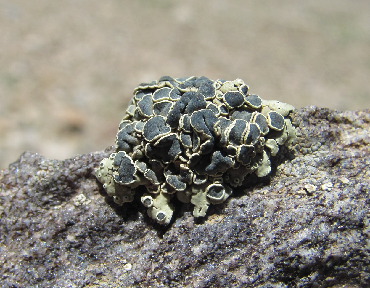 Image of Rhizoplaca melanophthalma specimen.