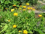 Calendula officinalis