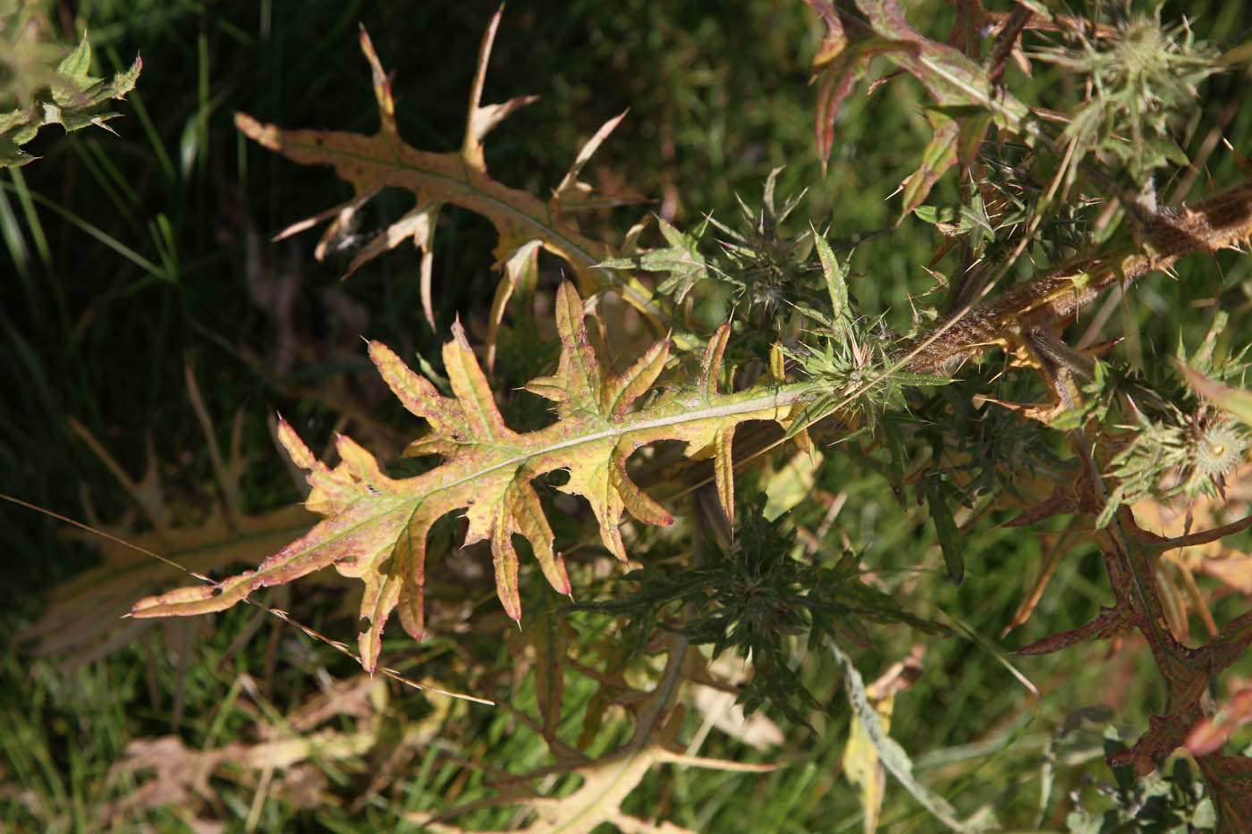 Image of Cirsium vulgare specimen.
