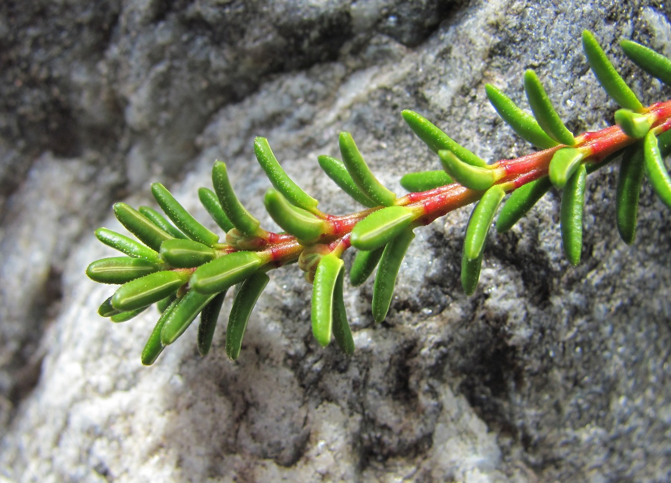 Изображение особи Empetrum caucasicum.