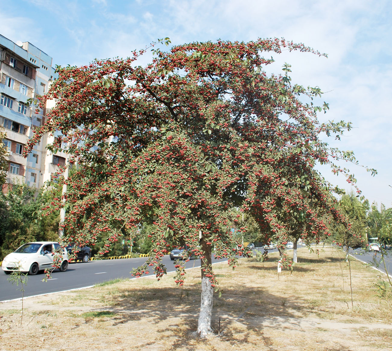 Изображение особи род Crataegus.