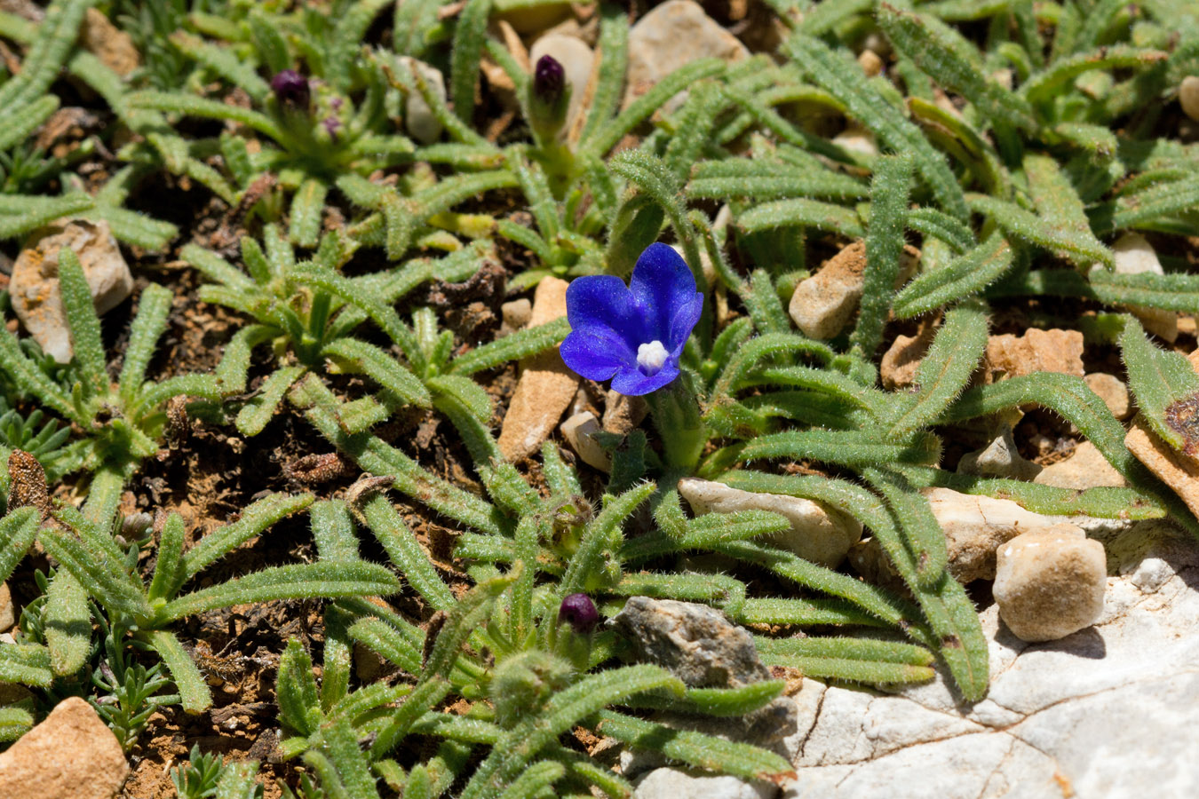 Изображение особи Anchusa cespitosa.