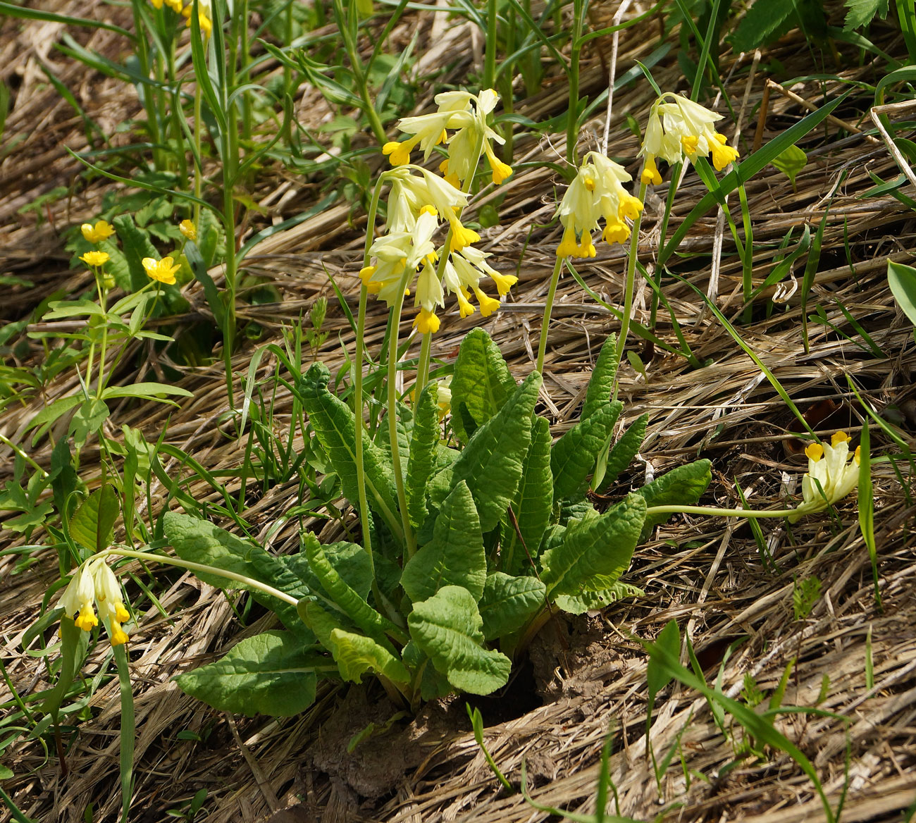 Image of Primula macrocalyx specimen.