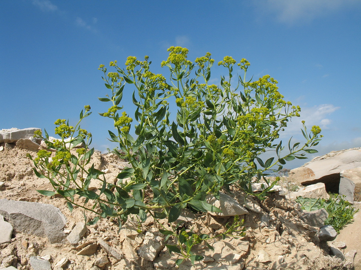 Image of Haplophyllum perforatum specimen.